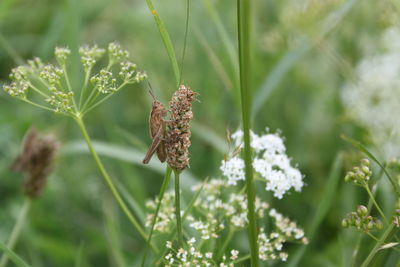 Close-up of butterfly on plant