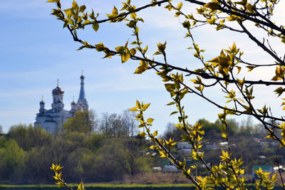 View of trees against the sky