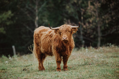 Lion standing in a field