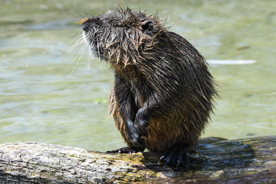 View of an animal on rock by lake