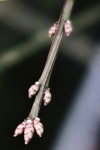 Close-up of hand holding plant