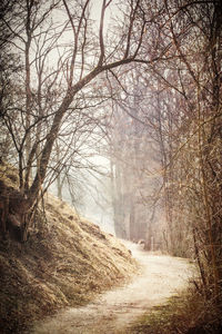 Bare trees in forest