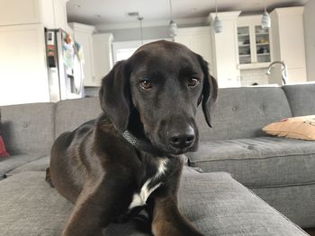 Close-up of dog looking away while sitting on sofa at home