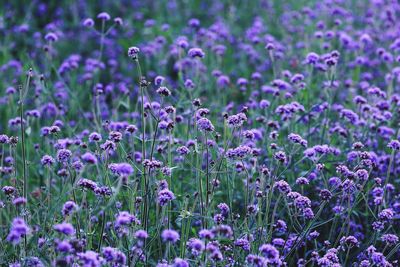 Close-up of lavender blooming in field