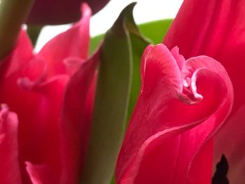 Close-up of pink rose flower