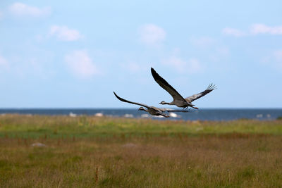 Bird flying in a field