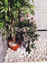 High angle view of potted plants in yard