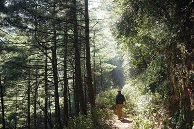 Rear view of man walking amidst trees in forest