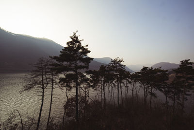 Silhouette trees by lake against sky during sunset