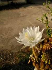 Close-up of white flowers