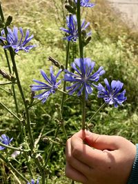 Close-up of hand holding purple flowering plant