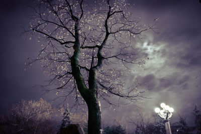 Low angle view of bare tree against sky at night