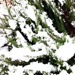 Low angle view of trees