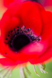 Macro shot of red flower