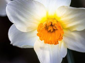 Close-up of white flower