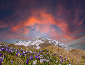 Freshly blossomed crocus flowers in the mountains