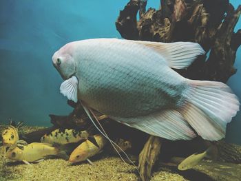 Close-up of fish swimming in sea