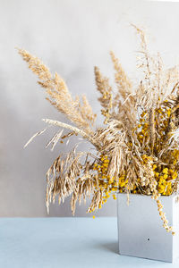 Pampas grass in a concrete geometric vase. a minimal still life with dry field spikelets.