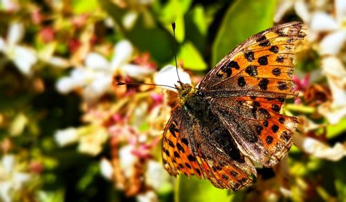 Butterfly pollinating flower