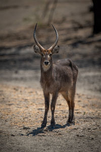 Male common waterbuck stands looking towards camera