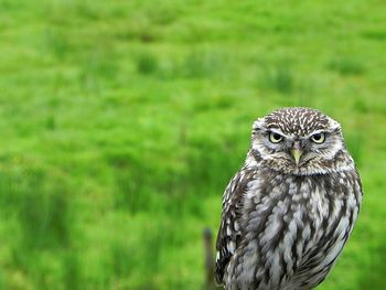 Close-up portrait of owl