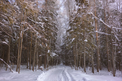 Snow covered land and trees in forest