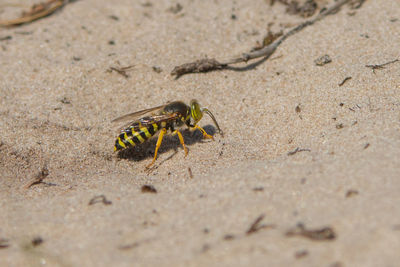 Close-up of caterpillar on sand