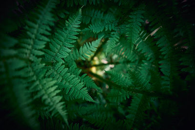 Close-up of green leaves on tree in forest