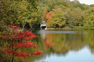 Plants by lake during autumn