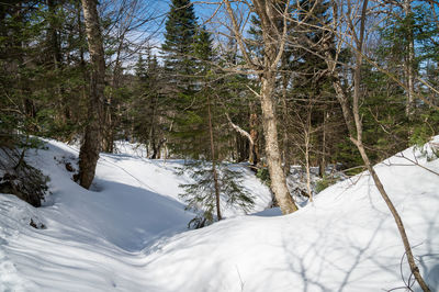 Snow covered trees in forest