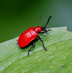 Close-up of insect on leaf