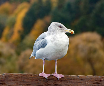 Close-up of seagull perching on wooden railing