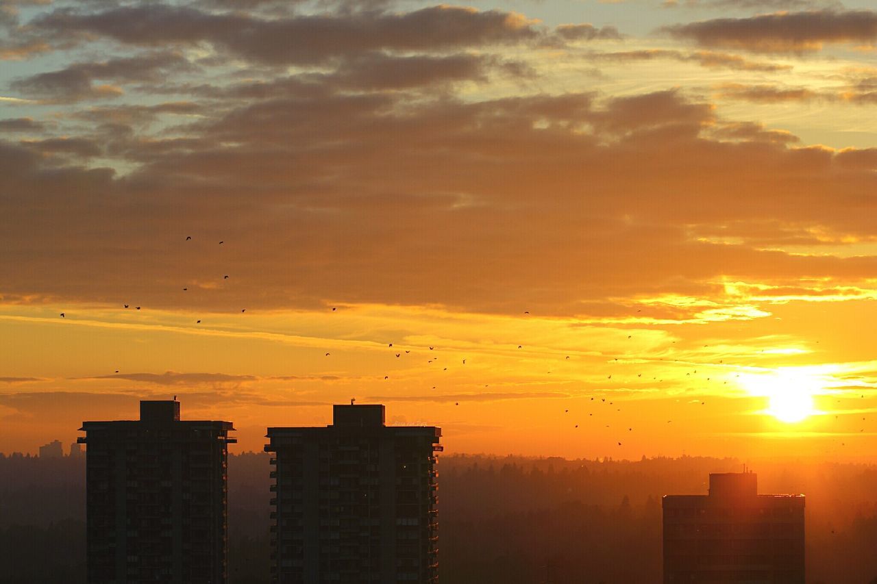 sunset, bird, building exterior, silhouette, animal themes, architecture, flying, built structure, sky, orange color, animals in the wild, city, wildlife, sun, cloud - sky, low angle view, building, nature, outdoors