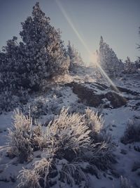 Snow covered plants against sky