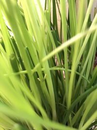 Full frame shot of palm leaf