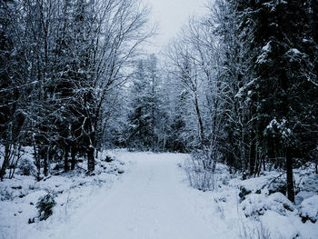 Snow covered road amidst trees