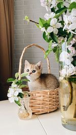 Little kitten in a straw basket and blossoming branches of an apple tree