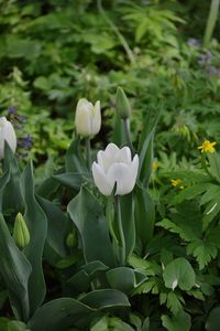 Close-up of white flowering plants