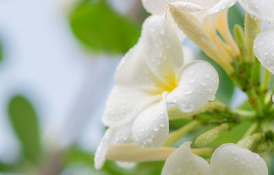 Close-up of wet white flowering plant