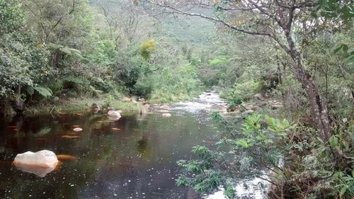 Ducks swimming in forest