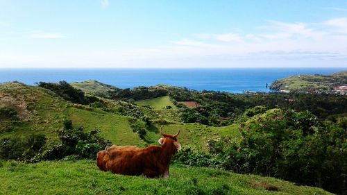 Cattle relaxing on landscape against sky