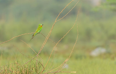 Bird perching on a field