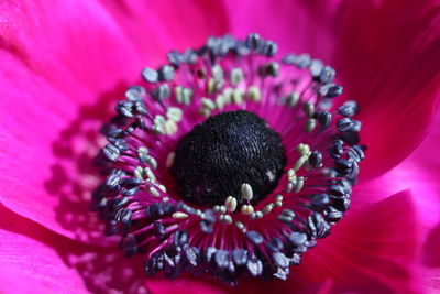 Close-up of pink flower