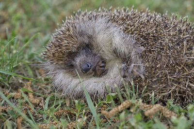 High angle view of an animal on field