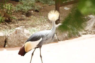 Close up of a bird