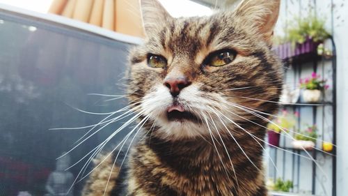 Close-up portrait of cat