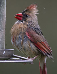 Close-up of bird perching on wall