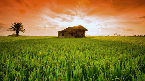 Scenic view of agricultural field against sky