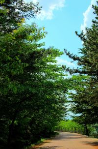 Road passing through trees