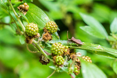 Close-up of fresh fruits on tree